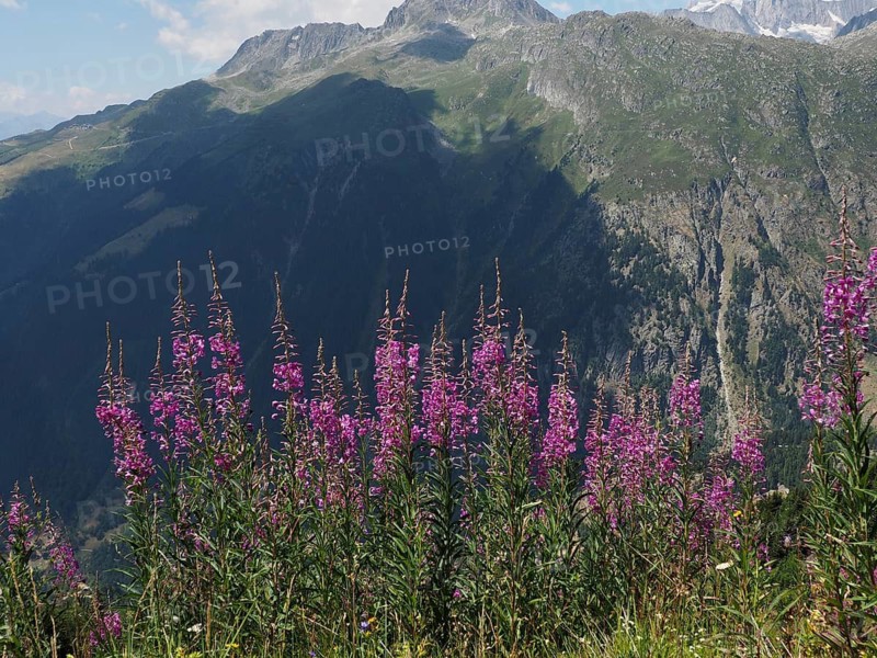 Alpine meadow with purple flowers, blooming sally (Epilobium angustifolium), in the foreground in sunlight and shade, Goms, Canton of Valais, Switzerland