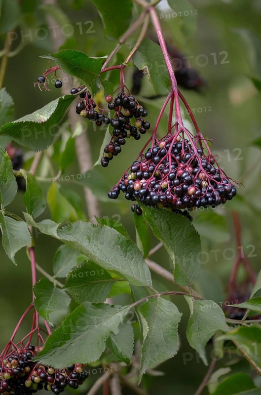 Black elder, Caprifoliaceae, common elder, elder bush, elderberry, European black elderberry, European elderberry, honeysuckle plant, elderberry, elderberry, sambucus nigra, black elderberry, flora, high size, portrait, plants, plants
