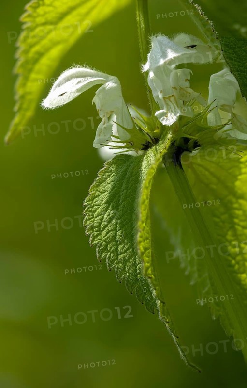 Lamiaceae, Lamium album, mint, white deaf nettle, flora, high size, portrait, plants, deaf nettle, white dead nettle, white nettle