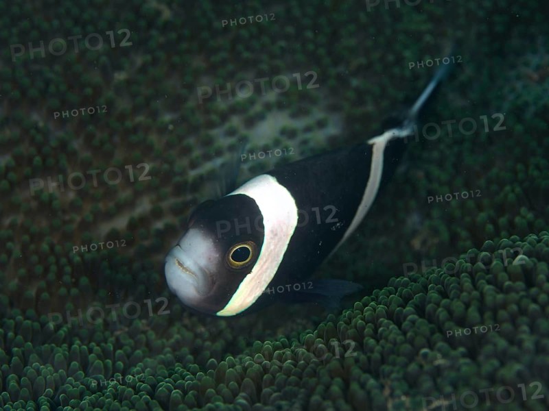 A black-and-white clownfish, the saddle-spotted anemonefish (Amphiprion polymnus), swims above its sea anemone, at the House Reef dive site, Penyapangan, Bali, Indonesia