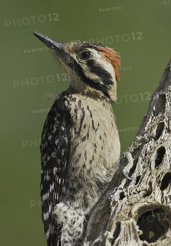 Ladder-backed Woodpecker (Dryobates scalaris), Arizona, USA
