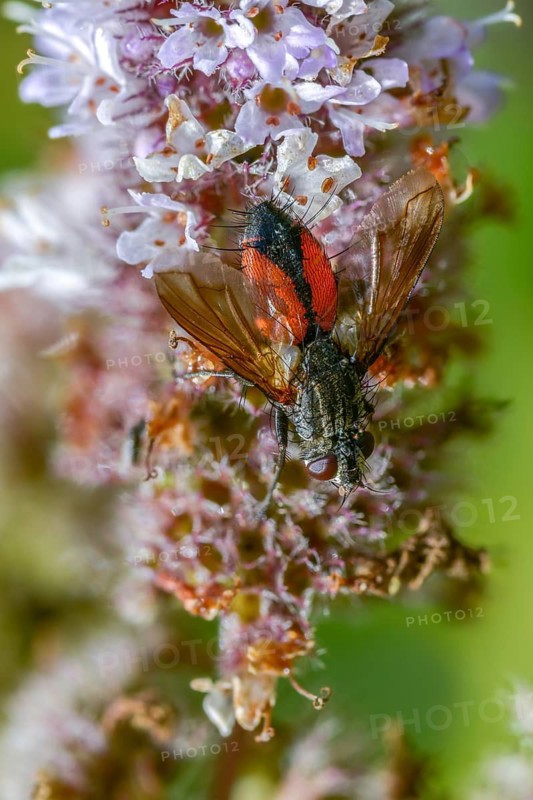 Eriothrix spec., caterpillar fly spec.1, Diptera, high size, portrait format, insects, two-winged birds