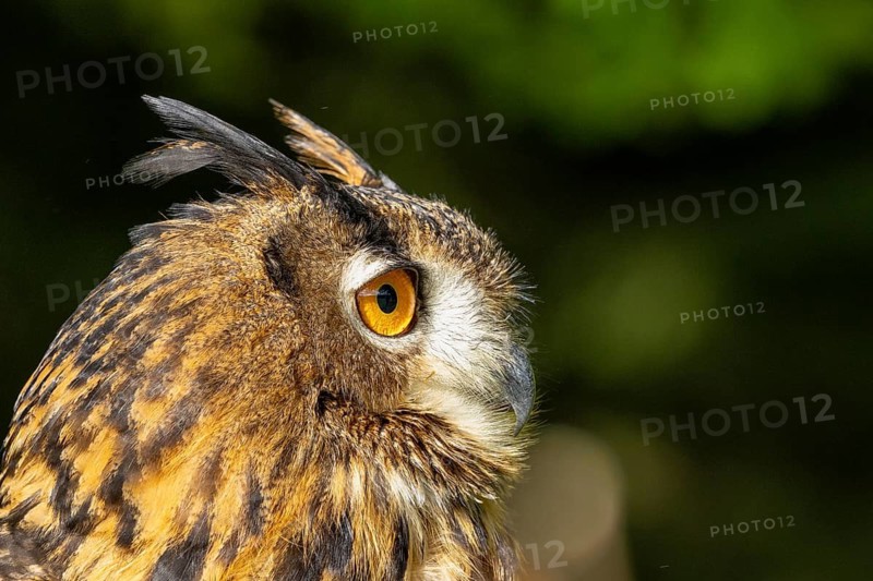 Side view of an owl with yellow eyes against a green backdrop, eagle owl (Bubo bubo), adult, animal portrait, alert, Bohemian Forest, Czech Republic