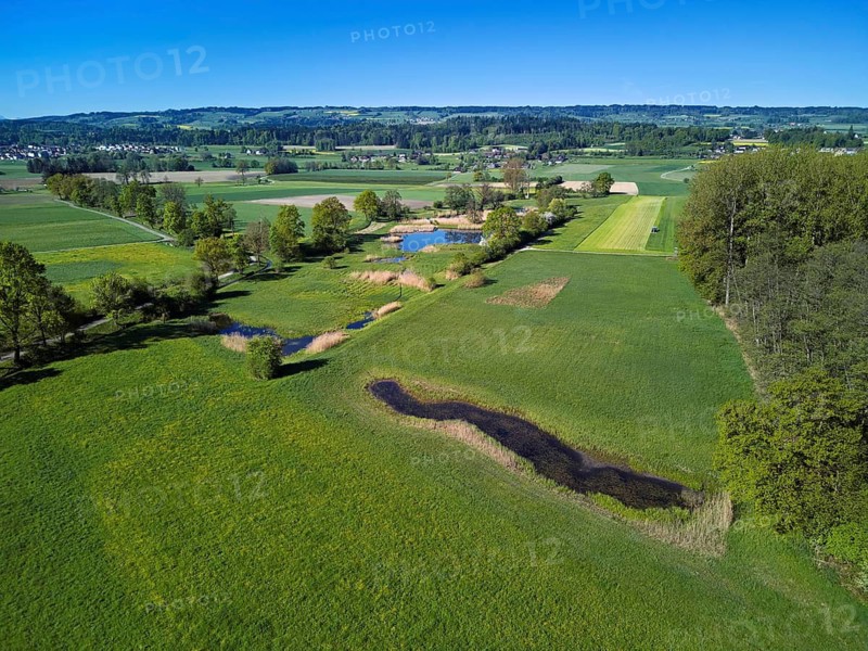 Meadows and fields and ponds, in the back of Lindenberg, Merenschwand, Reusstal, Freiamt, Canton of Aargau, Switzerland