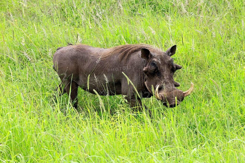 Warthog (Phacochoerus africanus), adult, male, foraging, alert, Kruger National Park, South Africa