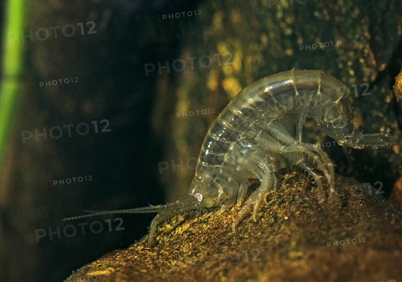 River flea crab, Gammarus spec., crabs, crabs, Leo