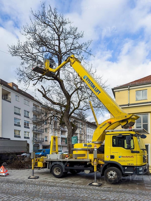 Tree work, Königinstrasse, Munich, Bavaria, Germany