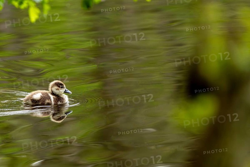 A duckling swims peacefully in a green pond, surrounded by spring leaves, Mallard (Anas platyrhynchos), swimming duckling, Baden-Württemberg, Germany