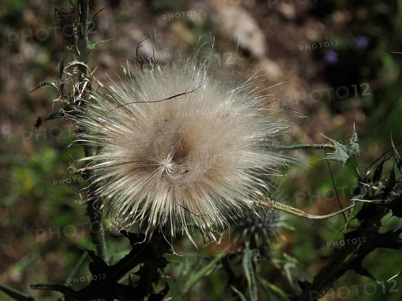 Close-up of a fluffy golden thistle (Carlina vulgaris), Hüttchopf, Tösstal, Canton of Zurich, Switzerland