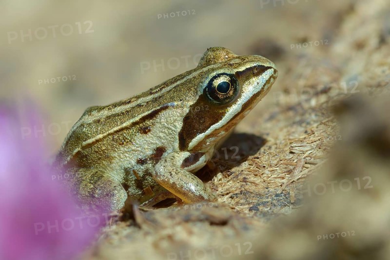 Dunk heap, cow dung, cow patties, moor frog, moor frog, rana arvalis, amphibians, amphibians, dung, frog, frog, frogs, young animal, juvenile, droppings, amphibians, dung