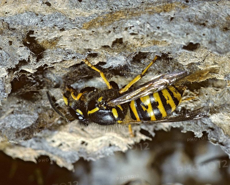 Dolichovespula saxonica, hymenoptera, Saxon wasp, Saxon wasp, vespidae, wrinkled wasps, insects, wasps