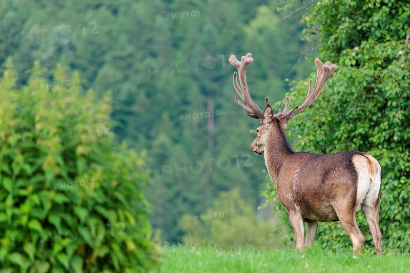 A red deer stag (Cervus elaphus) with its velvet antlers stands in a green meadow in hilly terrain. A forest can be seen in the background. Bavaria, Germany