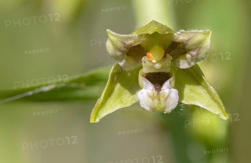 Epipactis distans, Epipactis helleborine subsp distans, Epipactis helleborine subsp orbicularis, short-leaved stendelwort, long-legged stendelwort, orchids, orchid family, round-leaved stendelwort, short-leaved helleborine, flora, peloric flower, plants, plants, plants, plants