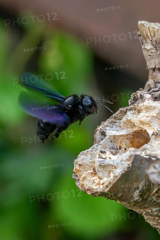 Apidae, bees, blue wood bee, large wood bee, hymenoptera, violet-winged wood bee, xylocopa violacea, flight, high size, portrait format, insects, violet carpenter bee