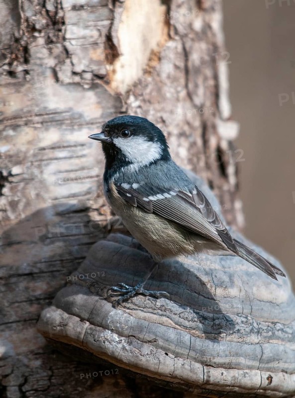 Coal tit, parus ater, periparus ater, pine tit, birds, high size, portrait format, tits, passeri, songbirds, tits, birds