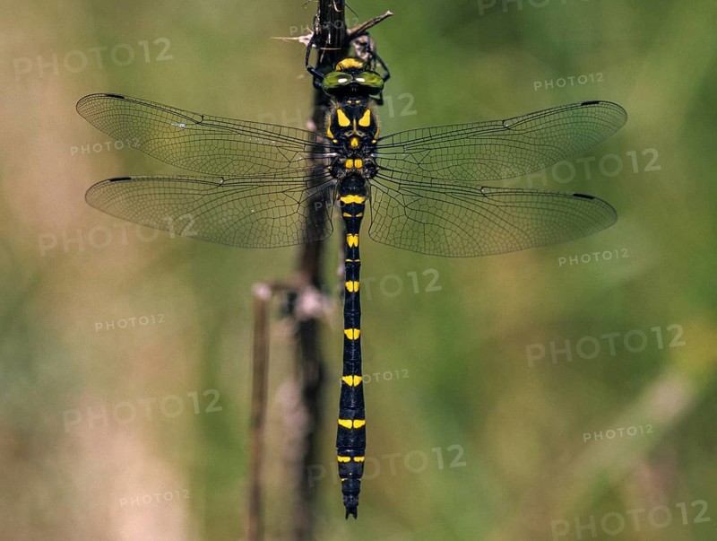 Cordulegaster bidentata, striped spring maiden, sombre golden ring, anisoptera, damselflies, dragonflies, insects, leo, dragonflies, male, odonata