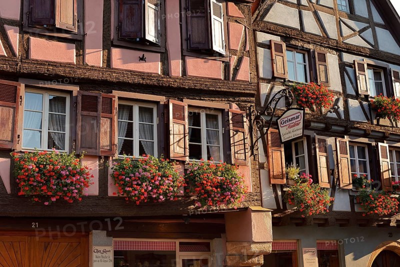 Half-timbered houses with blooming gerargoniums outside the windows, Turckheim, Haut-Rhin, Alsace, Grand Est, France