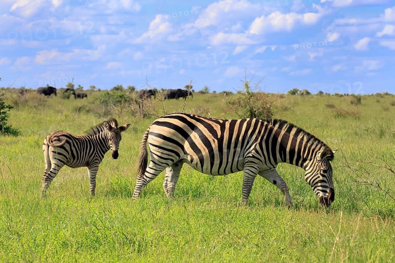 Burchell's zebra (Equus quagga burchelli), Burchell's zebra, adult, female, young, mother, feeding, two animals, Kruger National Park, South Africa