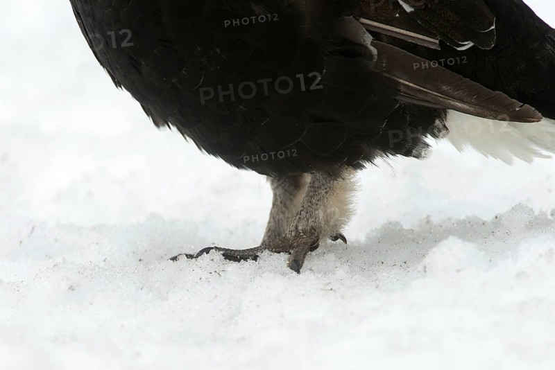 Black grouse, blackcock, Eurasian black grouse, pheasant species, Lyrurus tetrix, northern black grouse, tetrao tetrix, birds, black deer, chickens, galliformes, chicken, chicken birds, male, phasianidae, grouse, tetraonidae, birds