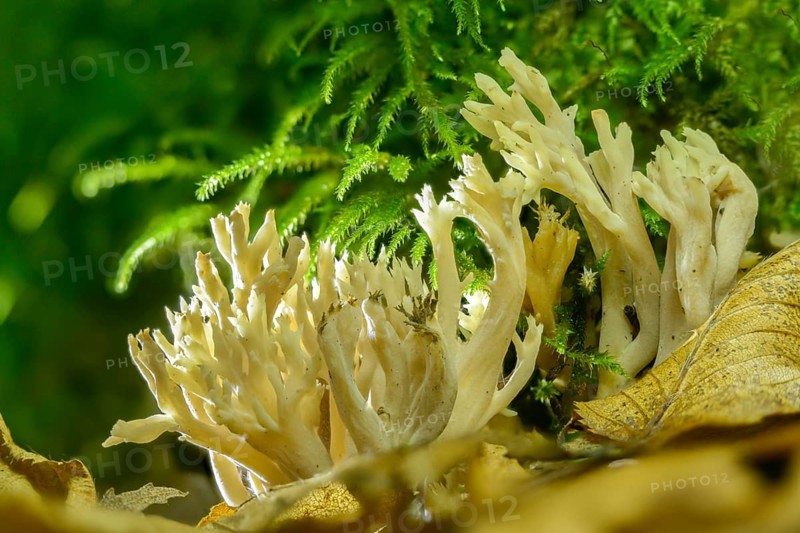 Clavulina coralloides, Clavulina cristata, antler-shaped coral, comb-shaped coral, comb-shaped club mushroom, worsted coral, Ramaria cristata, goatbeard, crested coral fungus, fungi, mushrooms, white coral fungus