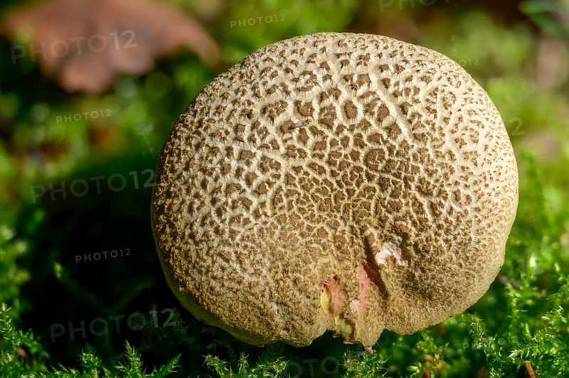 Boletus subtomentosus, felted bolete, xerocomus subtomentosus, boring brown bolete, brown and yellow bolete, fungi, mushroom, suede bolete, yellow-cracked bolete, goat lip