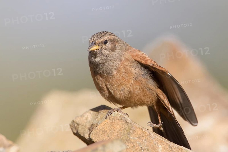House Bunting (Emberiza sahari) female, Morocco