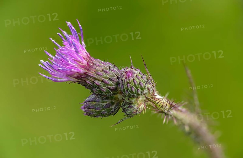 Asteraceae, Cirsium palustre, European Swamp thistle, daisy, swamp thistle, thistle, flora, marsh thistle, plants, plants