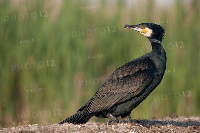 Black shag, cormorant, phalacrocorax carbo, birds, pelecaniforms, ropedes, birds, waterbirds, waterbirds