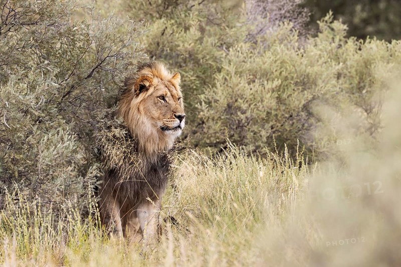 Lion (Panthera leo). Black-maned Kalahari male. Kalahari Desert, Kgalagadi Transfrontier Park, South Africa