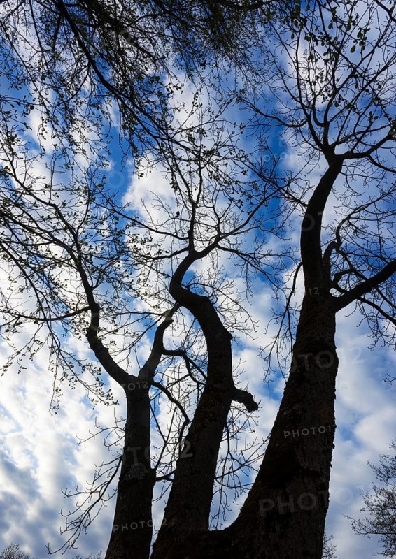 Bare trees against the sky, branches, autumn, from below, Mondseeland, Upper Austria, Austria