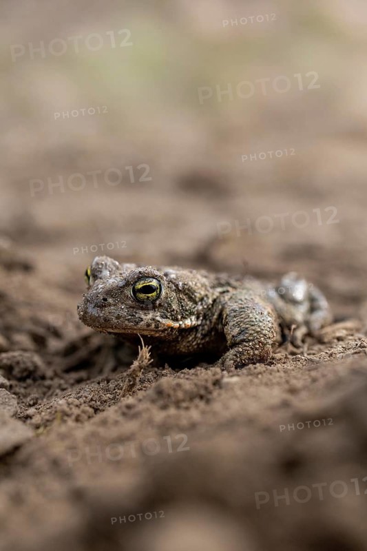 A toad lies flat on the ground, demonstrating its ability to blend into its surroundings: common toad (Epidalea calamita, Bufo calamita), close-up, Baden-Württemberg, Germany