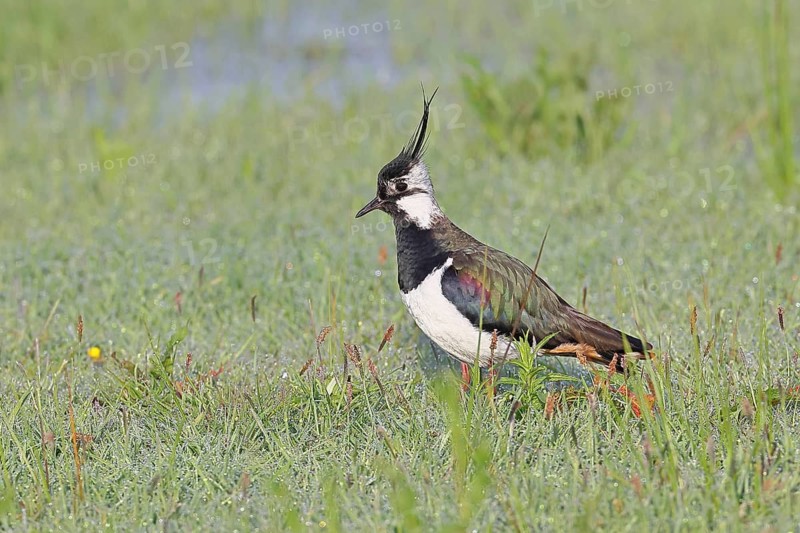 Northern Lapwing (Vanellus vanellus), in breeding plumage, foraging in the morning on a meadow dotted with pigeons, wildlife, Lembruch, Ochsen Moor, Dümmer nature park Park, Lower Saxony, Germany
