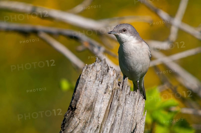 Brandenburg, Germany, rattlegrass warbler, lesser whitethroat, Nabu, national natural heritage, natural paradise Grünhaus, Sylvia Curruca, post-mining landscape, birds, greenhouse, passeri, songbirds, birds, warbler