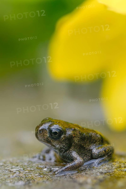 Bufo calamita, epidalea calamita, toad, natterjack toad, amphibians, amphibians, high size, portrait, juvenile, shore departure, amphibians, metamorphosis