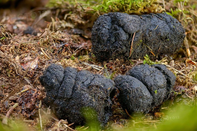 Artiodactyla, even-toed ungulate, cloven-hoofed, wild boar, wild boar, droppings, dung, feces, slang, mammals, dung, mammals