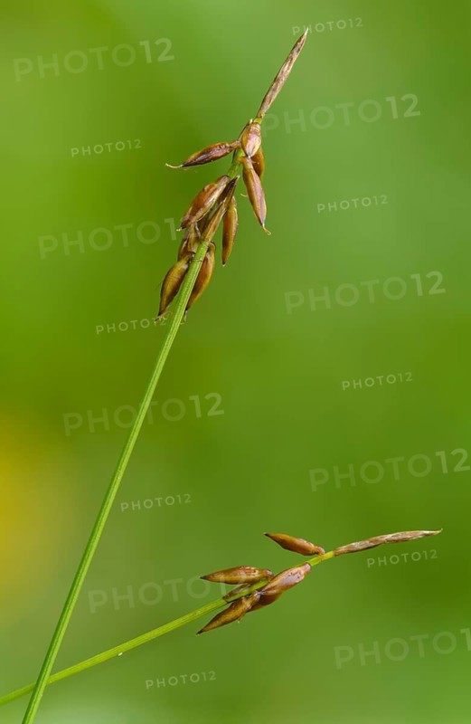 Carex pulicaris, cyperaceae, flea sedge, sour grasses, flea sedge, flora, high size, vertical format, plants, plants