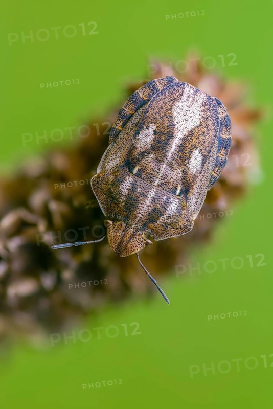 Eurygaster testudinaria, heteroptera, turtle bug, tortoise shield bug, high size, portrait format, insects, bugs