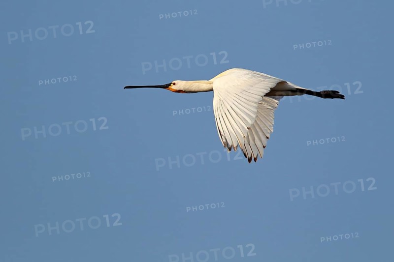 Eurasian spoonbill (Platalea leucorodia) in flight. Texel. Netherlands