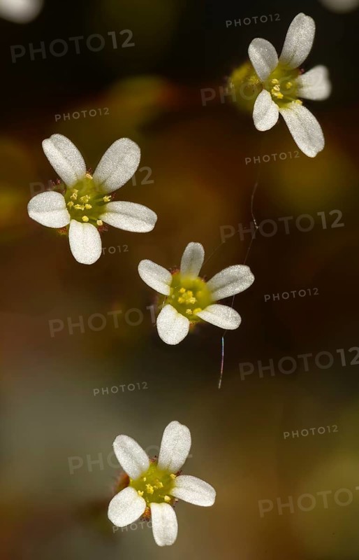 Three-fingered stone crushing, three-finger stone crushing, rue-leaved saxifrage, saxifraga tridactylites, saxifragaceae, quarry plants, flora, high size, vertical format, plants, plants