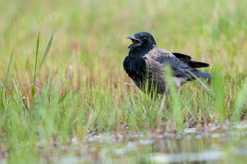 Brandenburg, Corvus Cornix, Germany, hooded crow, national natural heritage, natural paradise Grünhaus, fog crow, post-mining landscape, birds, call, corvidae family of birds, green house, passeri, corvids, call, songbirds, birds