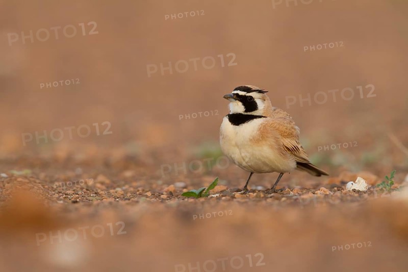 Temminck's Horned Lark - Saharaohrenlerche - Eremophila bilopha, Morocco