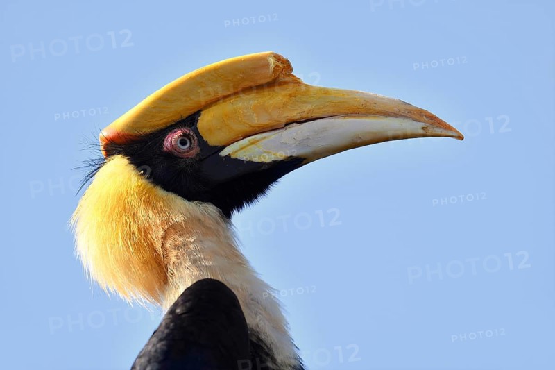 Double hornbill (Buceros bicornis), female, portrait, captive, occurrence in South Asia