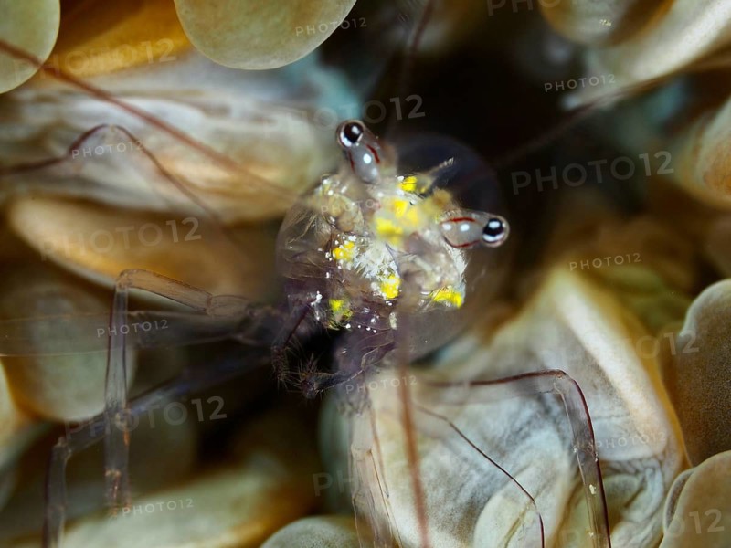 Close-up of a prawn with bright yellow spots, Smit's bubble coral prawn (Palaemonella smiti), Spice Reef dive site, Penyapangan, Bali, Indonesia