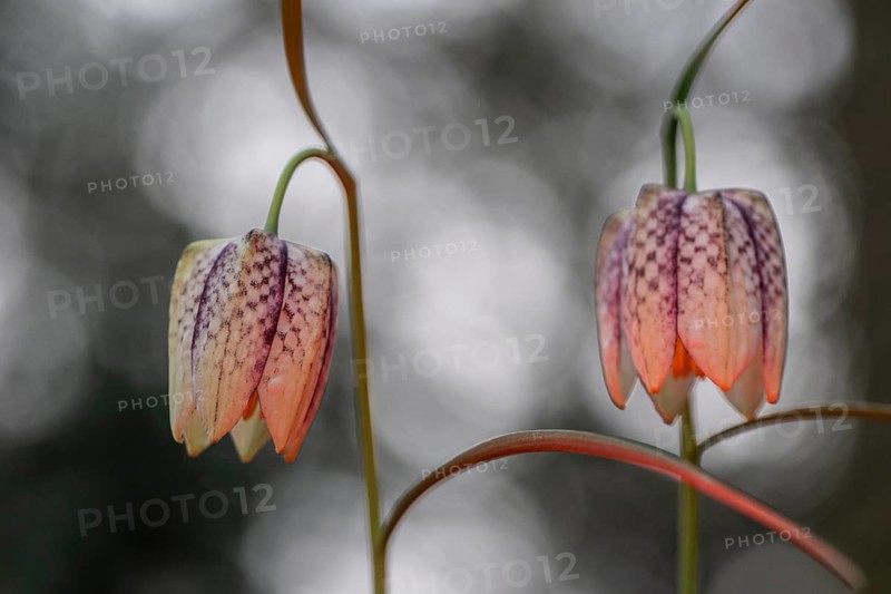 Snake's Head Fritillary (Fritillaria meleagris), Emsland, Lower Saxony, Germany