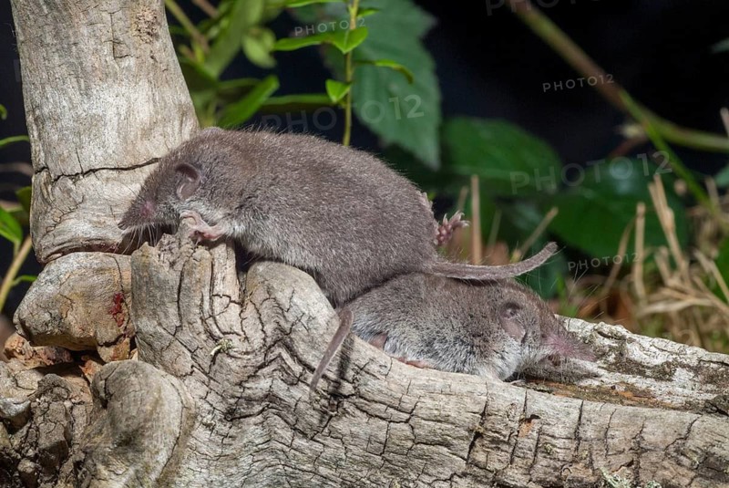 Crocidura Russula, Greater White-Toothed Shrew, House Shrew, Insectivora, Insectivora, Adolescent, Juvenile, Mammals, Shrew, Mammals