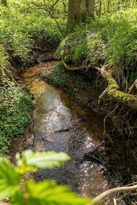 Germany, Greiz, Hegebachtal, Hundhaupten, Thuringia, Thuringia, riparian forest, stream, brook, flowing water, spring, high size, portrait format, landscape, spring