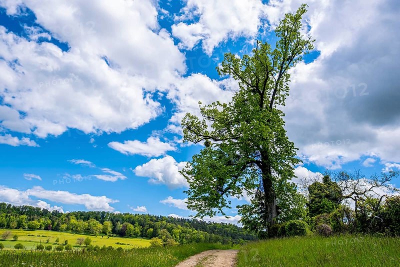 A single tree stands next to a path under a blue sky with white clouds, Bubendorf, Canton of Basel-Landschaft, Switzerland