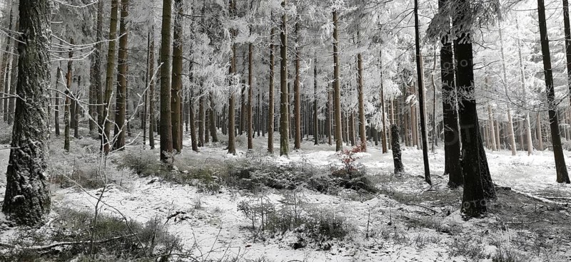Snowy winter forest with tall trees, quiet and cold atmosphere, hiking in winter, Rennsteig, Thuringian Forest nature park Park