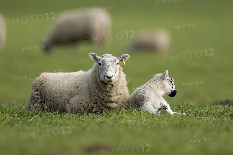 Domestic sheep (Ovis aries) adult mother ewe and juvenile baby lamb farm animals in a grass field in spring, England, United Kingdom