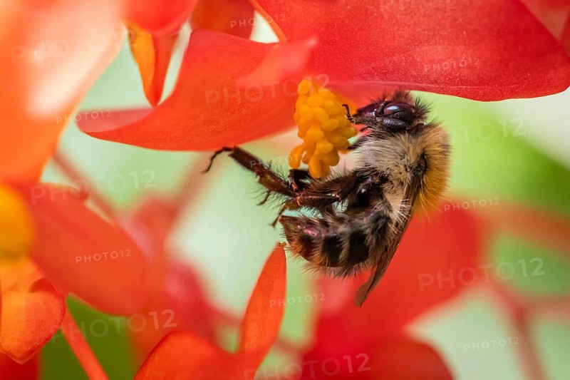 Close-up of a bumblebee (Bombus) collecting nectar from a ‘Comte de Lesseps' begonia (Begoniaceae) in the Tropical Corridor, a hot and humid greenhouse that simulates a tropical habitat, Chelsea Physic Garden, a historic botanical garden and the oldest botanical garden in London, founded in 1673 by the Worshipful Society of Apothecaries, Chelsea, England, United Kingdom